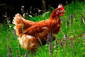 Conoce las 12 mejores razas de gallinas ponedoras de huevos | Gallinas ponedoras