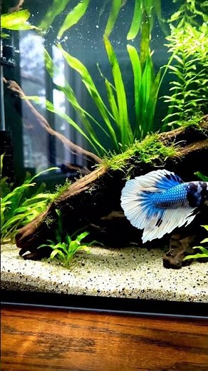 Blue Rim Marble Betta Fish The Most Beautiful Betta #bettafish