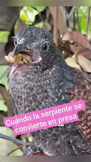 The eagle and the red rooster: two deadly snake hunters