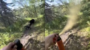 Hiker Fends Off Charging Bear With Bear Spray Blast