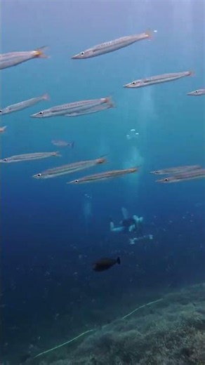 How We Measure Coral Reef Complexity in 3D 🪸🎥 Stereo Video System in Action | IMR Dauin Philippines
