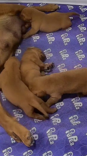 Hungry Pup coming thru... on new wobbly, now walking legs! Excuse me! Pardon me! Good morning, pups!