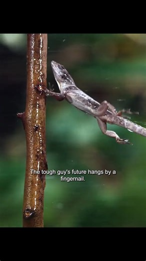 Jason H on Instagram: "🦎 Hidden forest ninjas on sticky toes, when the jungle whispers danger, these little lizards vanish in plain sight. Watch closely: anoles don’t just survive deep wilderness, they’ve mastered it... 🤯🌲 ~READ BELOW if you Want to Expand Your Mind & Learn Something New EVERYDAY, & Follow if You Enjoy the Videos!📚🔍 😱 3 wild facts you probably didn’t know: 1️⃣ Their super-sticky toes allow them to scale leaves, bark, even smooth su