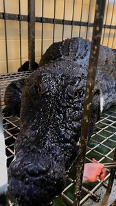 23K views · 2K reactions | Oui oui oui! There’s a new artist in town!...