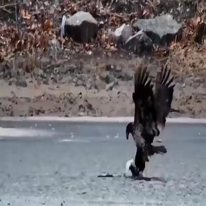 81K views · 1.8K reactions | Eagle vs animals  Join our group : Animals Life | University Animals | Facebook
