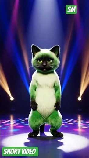 CAT PERFORMANCE TO DANCING 😺😺😺😺😺😺😺😺😺😺😺cat funny dance video.