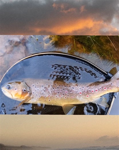 Last trout of 2025. Another great entry into the Sportfish reel thrills video competition! 🎥 Ross Middleyard #sportfish | Sportfish