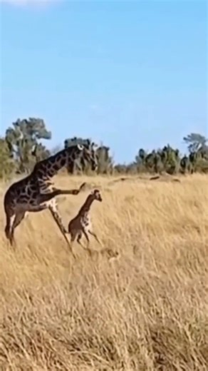 628K views · 19 reactions | Giraffe mothers can defend their young...