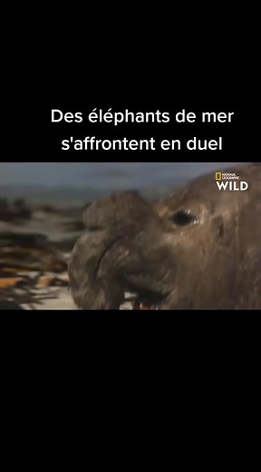 Vidéos de Documentaire tv (@documentairetv) avec son original - Documentaire tv