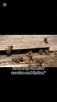Shocking Bee Secrets🤯 😱