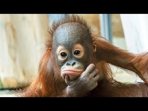 Funny Baby Orangutan Will Make You Laugh and Lift Your Spirits!#orangutans#funnyanimals#funnyvideo
