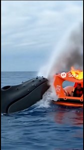 Humpback Whale Saves People from Fire on Life Raft 😱#news #BreakingNews #animallover #animals #animalrescue #whale #save #hero #animalworld #ocean | The Amy Boiss Show