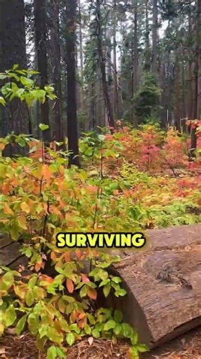 The Hazelnut That Powers Chocolate! #hazelnut #filbert #corylus