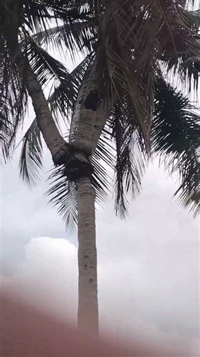 This Rare Coconut Tree Is Blowing Minds #coconuttree #rare