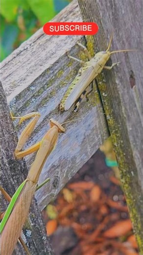 Insect VS insect #shortsvideos #insects #insecticida #shortvideo #nature #vs #shorts #insect