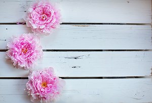 4月24日の誕生花｜花言葉の由来、誕生日の有名人、何の日かも解説 | HanaSaku