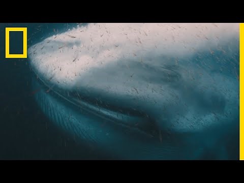 Gargantuesque baleine bleue