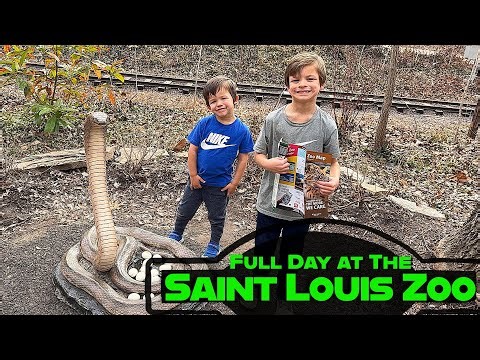 We Spent a Full Day at the Saint Louis Zoo | Must-See Animals, Train & Walk-Through Attractions