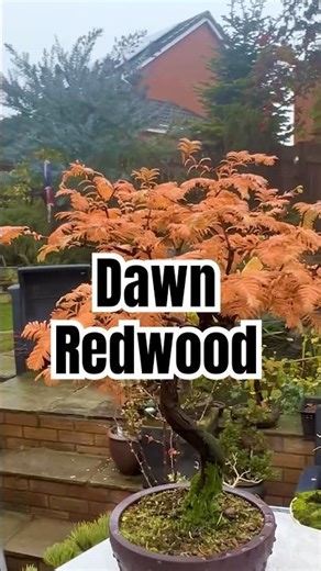 Dawn Redwood Bonsai Autumn Colours