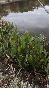 Unexpected bass fishing strike that will make your heart race