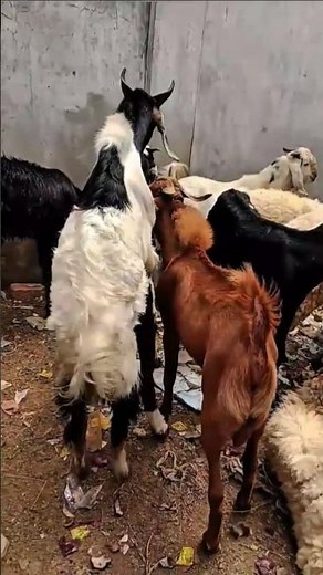 🐐 Amazing Goat Breeding Moments 🐐 | Natural Farm Life 🌿🔥 #Shorts