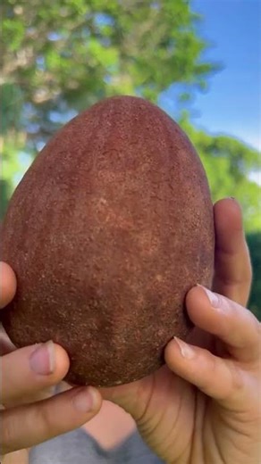 Types of mamey sapote in Indonesia