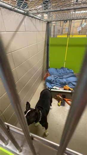 New year? New live video! 🎉 Join us one Wednesday each month to see all of the dogs that we have available for adoption! We’ll spend some extra time at the beginning getting to know the Dog of the Month. Our Dog of the Month for January is: Shawny🤎 Stay tuned for the small animal and cat live videos that will be coming later this month! | Humane Animal Welfare Society - HAWS of Waukesha