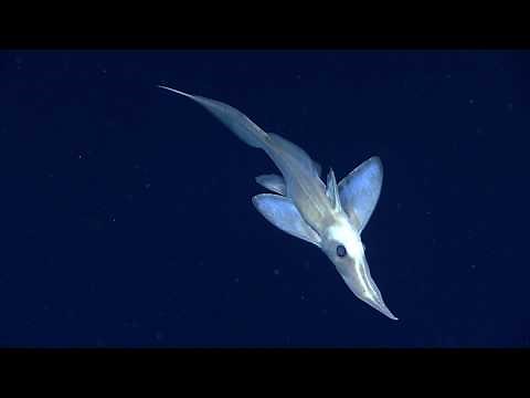Creatures of the Deep Sea: Long Nosed Chimaera (Rhinochimaeridae).