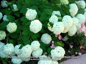 Hydrangea arborescens 'Annabelle' - Smooth Hydrangea