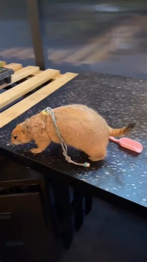 Take a tour of the new succulent greenhouse with #beans #prariedog #beanstheprariedog #fyp #succulents #green #greenhouse #fresh #DIY #builtnotbought | Sandra Mack