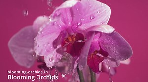 Adore the breathtaking beauty of fresh orchids? Follow Blooming Orchids for daily glimpses of stunning blooms, expert care tips, and exclusive access to our newest collections. Tap 'Like' to join our community of orchid lovers! | Blooming Orchids