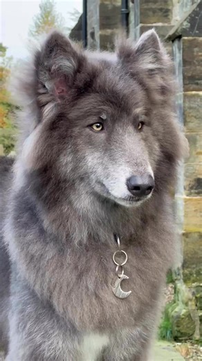 40K views · 2.4K reactions | Have a peaceful and beautiful Friday dear friends. Let Ocean’s soul and beauty restfully guide you into the weekend #peacefulmoments #meditation #wolf #wolfdog #spiritualgrowth #serenity #peaceful #lovelife #magicalvibes | Anneka Svenska | Facebook