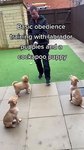 Basic obedience training with labrador puppies and a cockapoo. Over 4 weeks we teach them to sit, stay, walk on the lead, recall and wait for food along with house train and crate train as part of their puppy training. Click for more puppy videos and training tips. #labrador #foryou #puppytraining #puppy #cockapoo