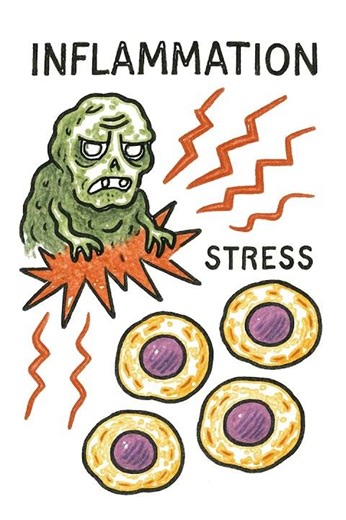 These “Zombie Cells” Speed Up Aging #peptides #science #antiaging