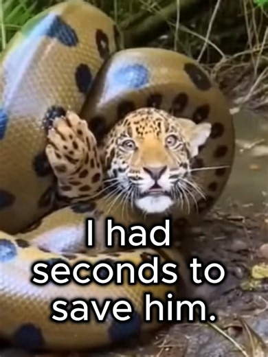 I Saved a Baby Jaguar From a Giant Snake - Emotional Animal Rescue