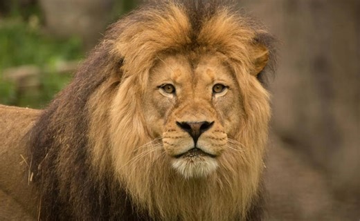 Oregon Zoo bids a sad farewell to Zawadi, one of North America's oldest male lions