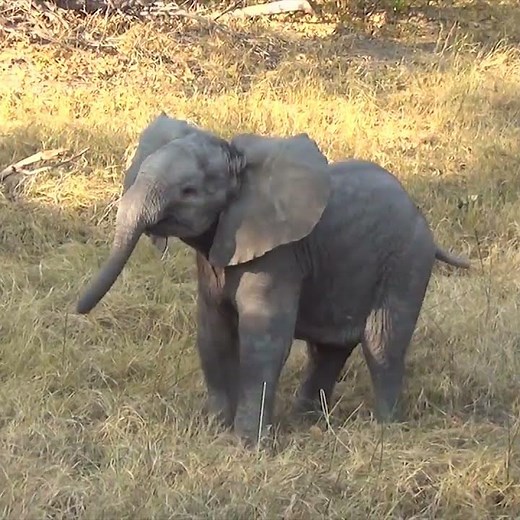Un bébé éléphant s'amuse devant la caméra