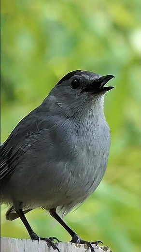 Catbird Meow Call #shorts #birds #animals