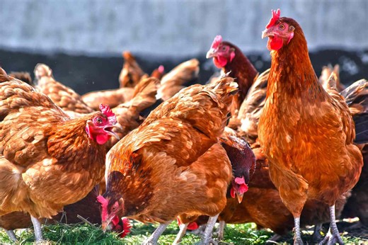 This Is the Official Difference Between ‘Free Range’ and ‘Pasture Raised’