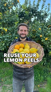 Don’t waste your Lemon Peels 🍋 Here are 3 ideas to use & reuse it 💚 It’s Lemon season and hopefully my tree is loaded with fresh Lemons. But what to do with leftover Lemon Peels? Here 3 ideas to reuse it at home! 🍋 Freeze Lemon Zest into ice cubes for fresh drinks 🍋 Make your own DIY cleaning product with vinegar 🍋 use Lemon Zest to make your own Lemon salt More ideas to come on how to use Lemon Peels! Green Love to you! #zerowaste #lemon #reuse | Thefrenchiegardener