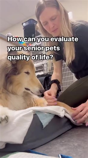 Evaluate each of these on a scale of 1-10 with 1 being unacceptable and 10 being excellent: ♡ Hurt: is the pet in pain? This includes distress from difficulty in breathing. Can the pain be controlled? Does the pet require oxygen? ♡ Hunger: is the pet eating enough? Does it require hand feeding or a feeding tube? ♡ Hydration: is the pet maintaining its hydration level or do they require support with fluid therapy at home? Often signs of dehydration include an unstable gait and sunken eyes/tacky d