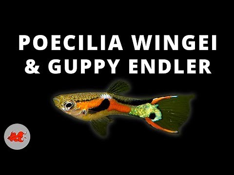 Guppy endler - Poecilia wingei ✔