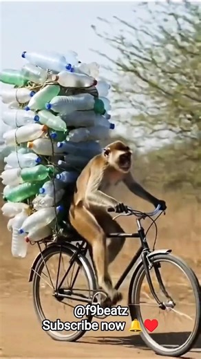 Hardworking Monkey Collecting Plastic Bottles! Wait for the Fail! 😂🐒🍾