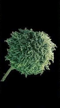 SCP: HMF Original Files SCP-129 #scp #scpfoundation #SCPHorrorMovieFiles #SCP129