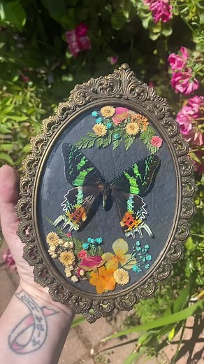 Look at this gorgeous Madagascar Sunset Moth displayed in this antique Italian bubble glass frame. I love the pops of color from the dried flowers! 😍This is one of the two custom glass dome pieces that I made. Thank you, @melissauroff! #madagascarsunsetmoth #sunsetmoth #moth #bugpinning #insect #insects #bugpreservation #entomology #bugs #specimen #oddities #odditiesandcuriosities #bugpinnings #insectart #insecttaxidermy #insectlovers #insectcollection #insectpinning #entomologyart #moth #butte