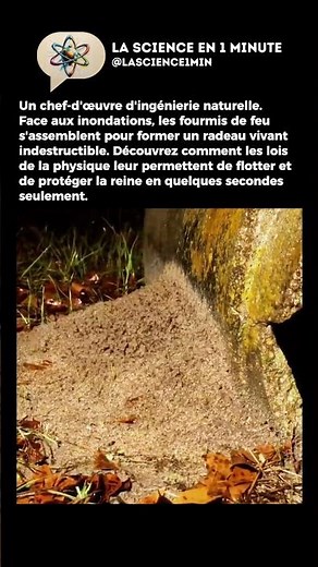 L'incroyable radeau vivant des fourmis de feu 🐜 #science #1minute