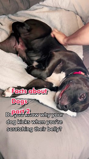 Understanding Dog Scratch Reflex: Facts and Explanations