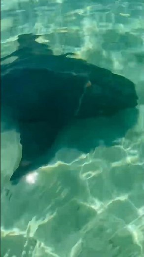 Shark swimming up 🦈 in Roatan Honduras 🇭🇳... would you have stayed in the water? #shark #roatan