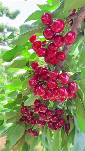 The Most Productive Cherry Tree You’ve Ever Seen! 🍒🌿