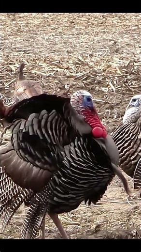 Textbook Gobbler Hunt From First Call to Shot #turkeyhunting #wildlife #gobblerhunting #shorts